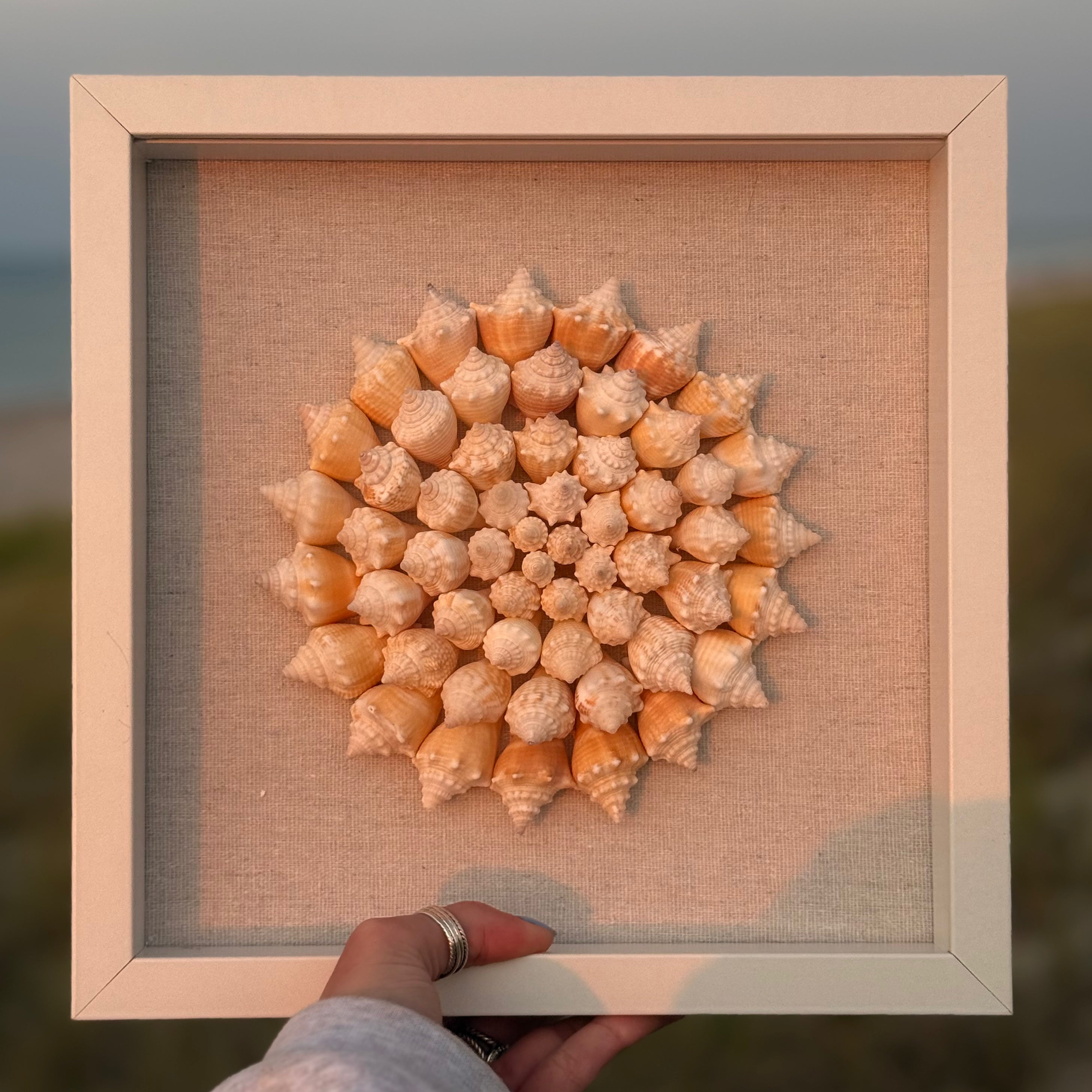 Conch Collection