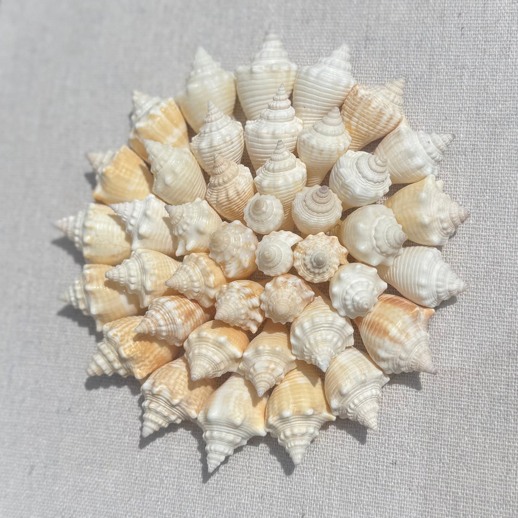 SW Florida Conch Shell Shadowbox