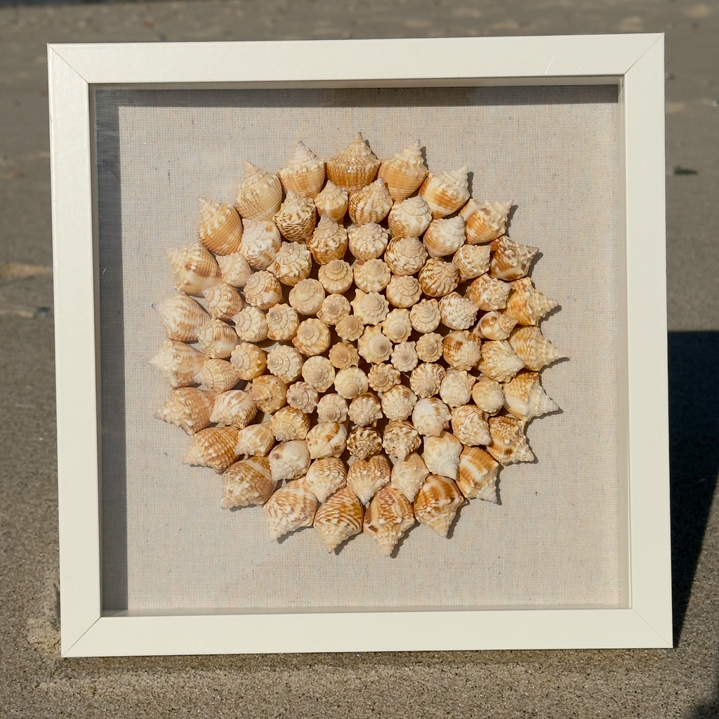 85+ Juvenile Fighting Conch Pinwheel