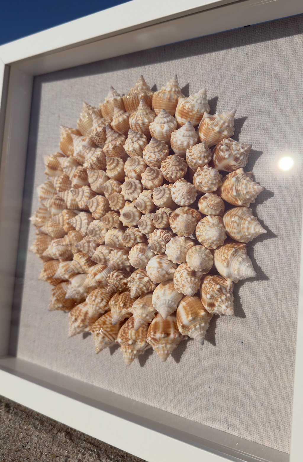 85+ Juvenile Fighting Conch Pinwheel