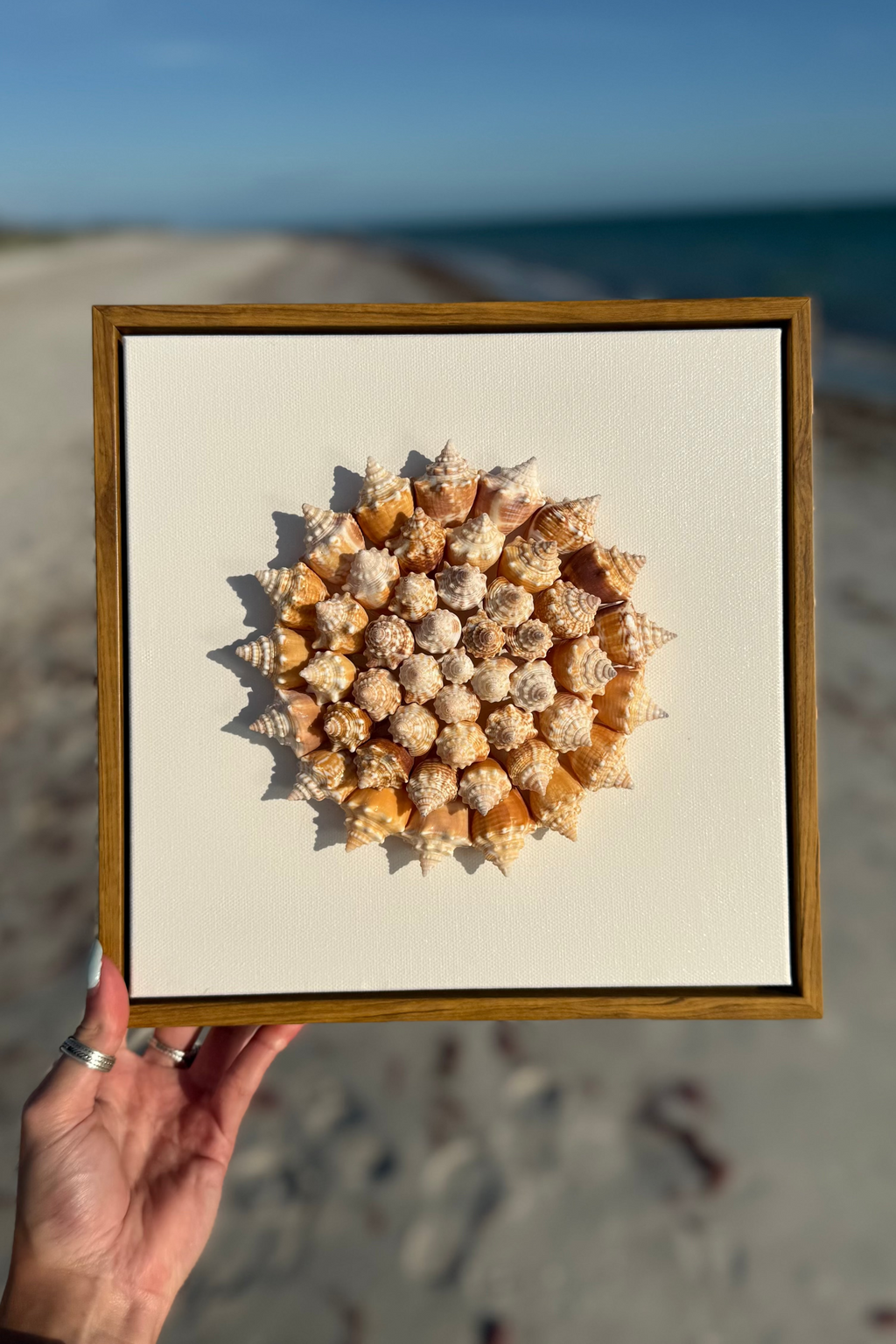 35 Juvenile conch shells arranged in pinwheel pattern held on the shoreline