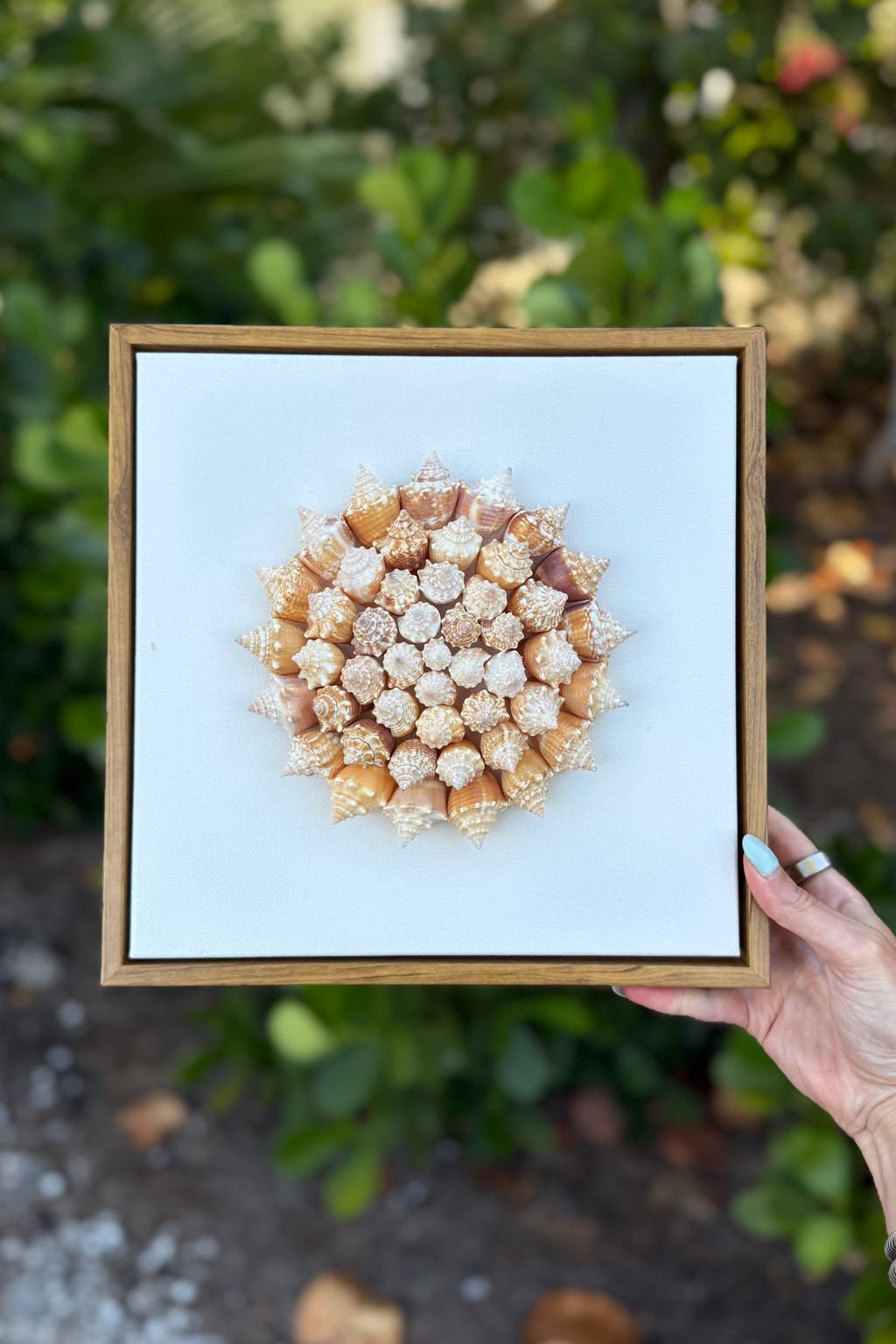 35 Juvenile conch shells arranged in pinwheel pattern on a canvas with a light blue background, held by a hand against a natural background.