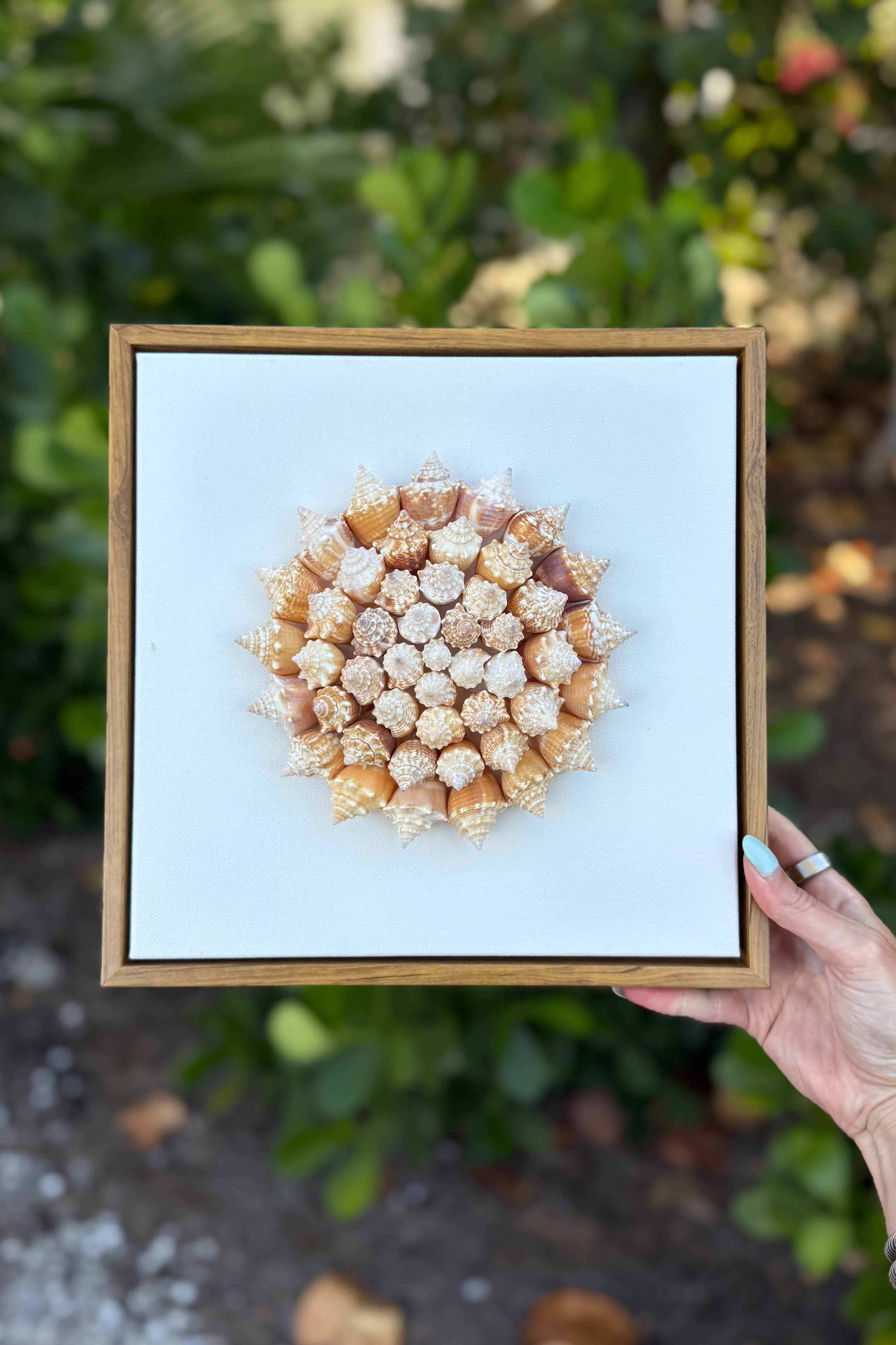 35 Juvenile conch shells arranged in pinwheel pattern on a canvas with a light blue background, held by a hand against a natural background.