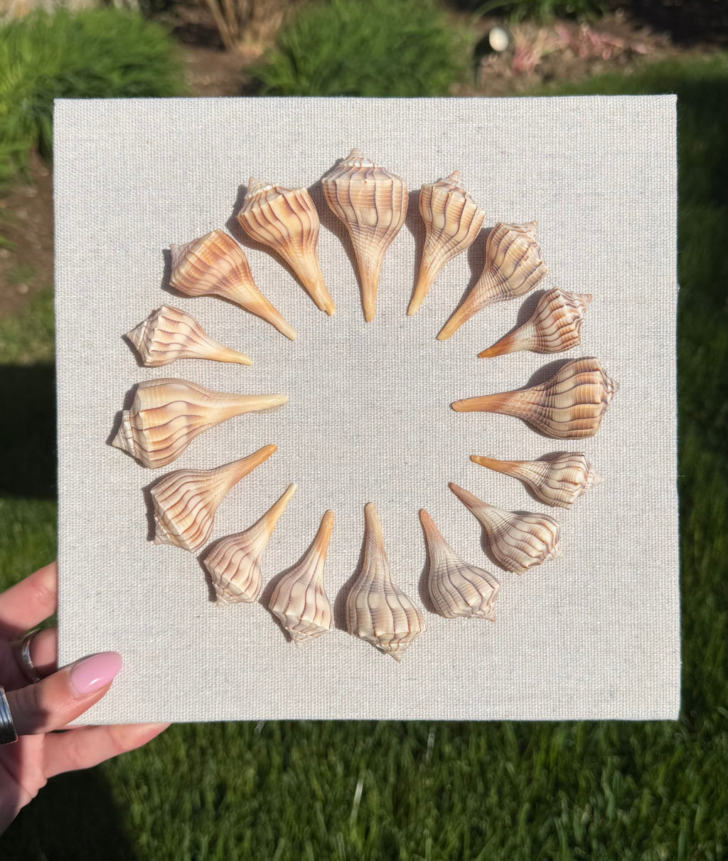 9x9 Sanibel Shell Lightening Whelk Shadow Box. seashells / wall decor / bathroom decor