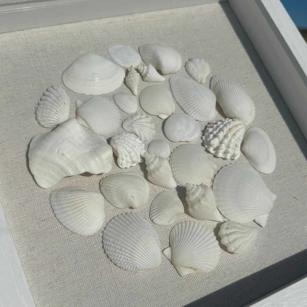 White Seashell Mosaic 9x9