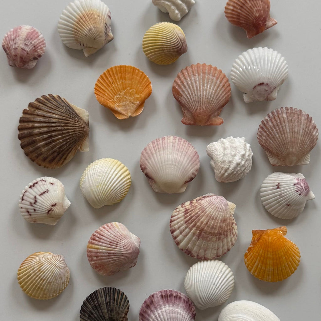 Shell Magnets! Bags of 5