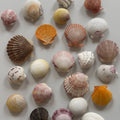 Shell Magnets! Bags of 5