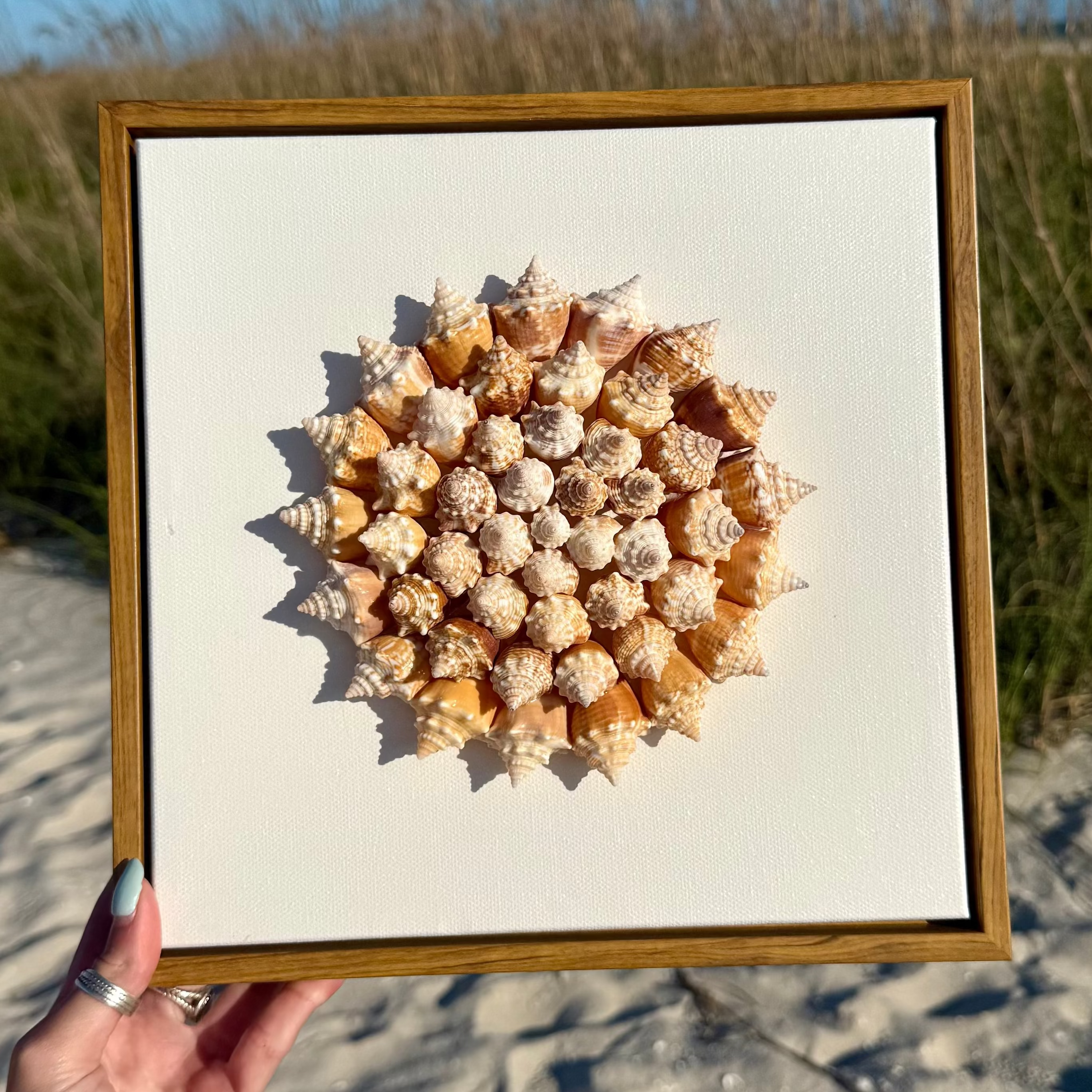 35 Juvenile conch shells arranged in pinwheel pattern on a canvas with sand and seagrass in the background
