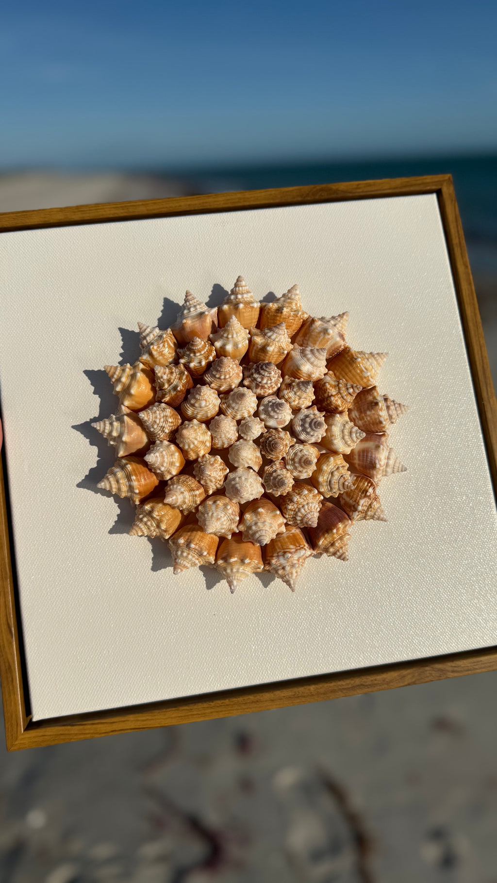 35 Juvenile conch shells arranged in pinwheel pattern on a canvas on the beach with ocean and sand in background 