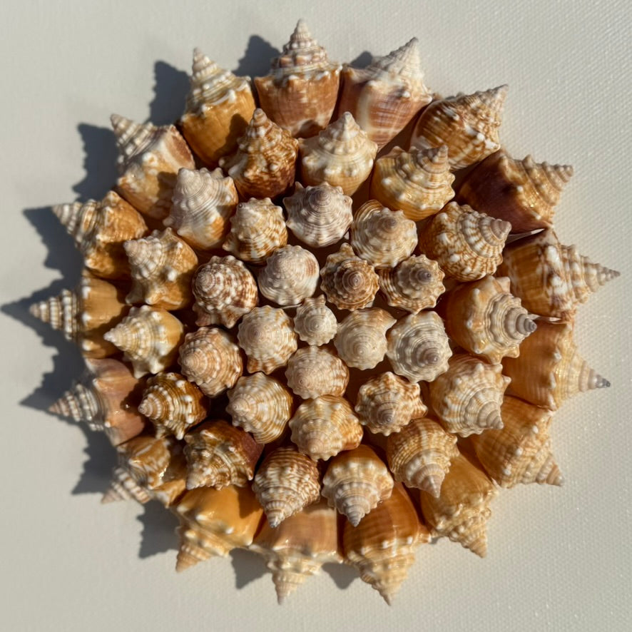 35 Juvenile conch shells arranged in pinwheel pattern on a canvas 