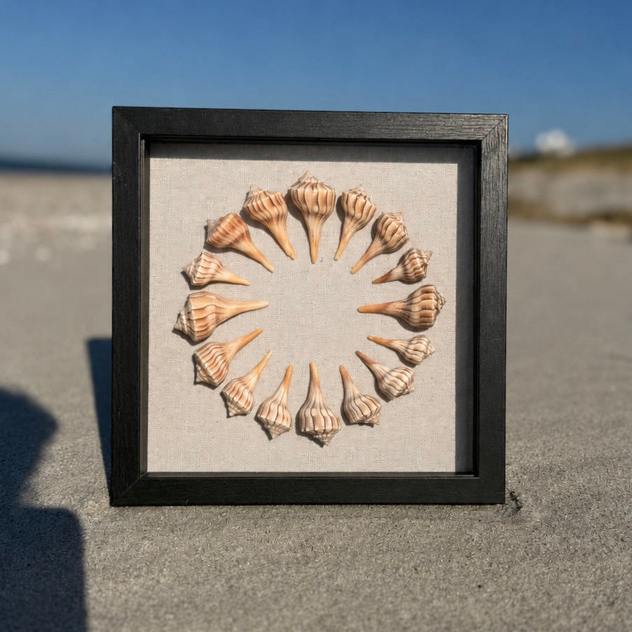 9x9 Sanibel Shell Lightening Whelk Shadow Box. seashells / wall decor / bathroom decor