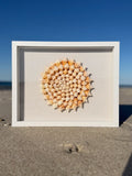 Seashell Shadowbox - 100+ Sanibel Island Conch Shell Pinwheel