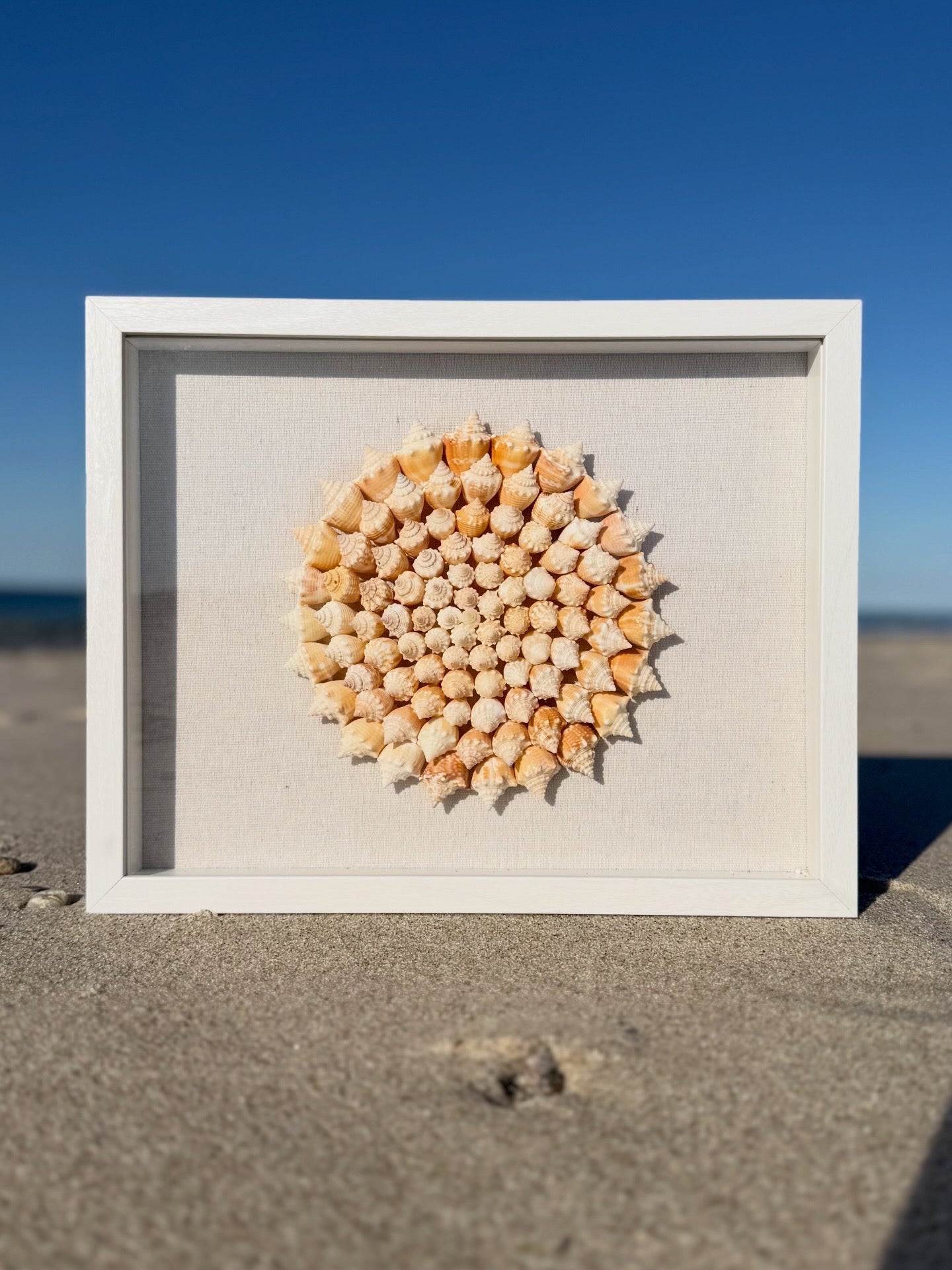 Seashell Shadowbox - 100+ Sanibel Island Conch Shell Pinwheel