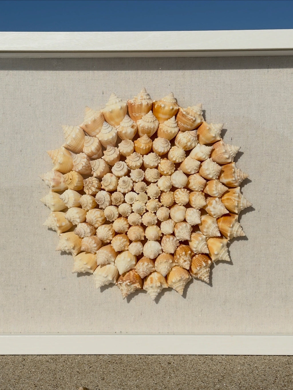 Seashell Shadowbox - 100+ Sanibel Island Conch Shell Pinwheel