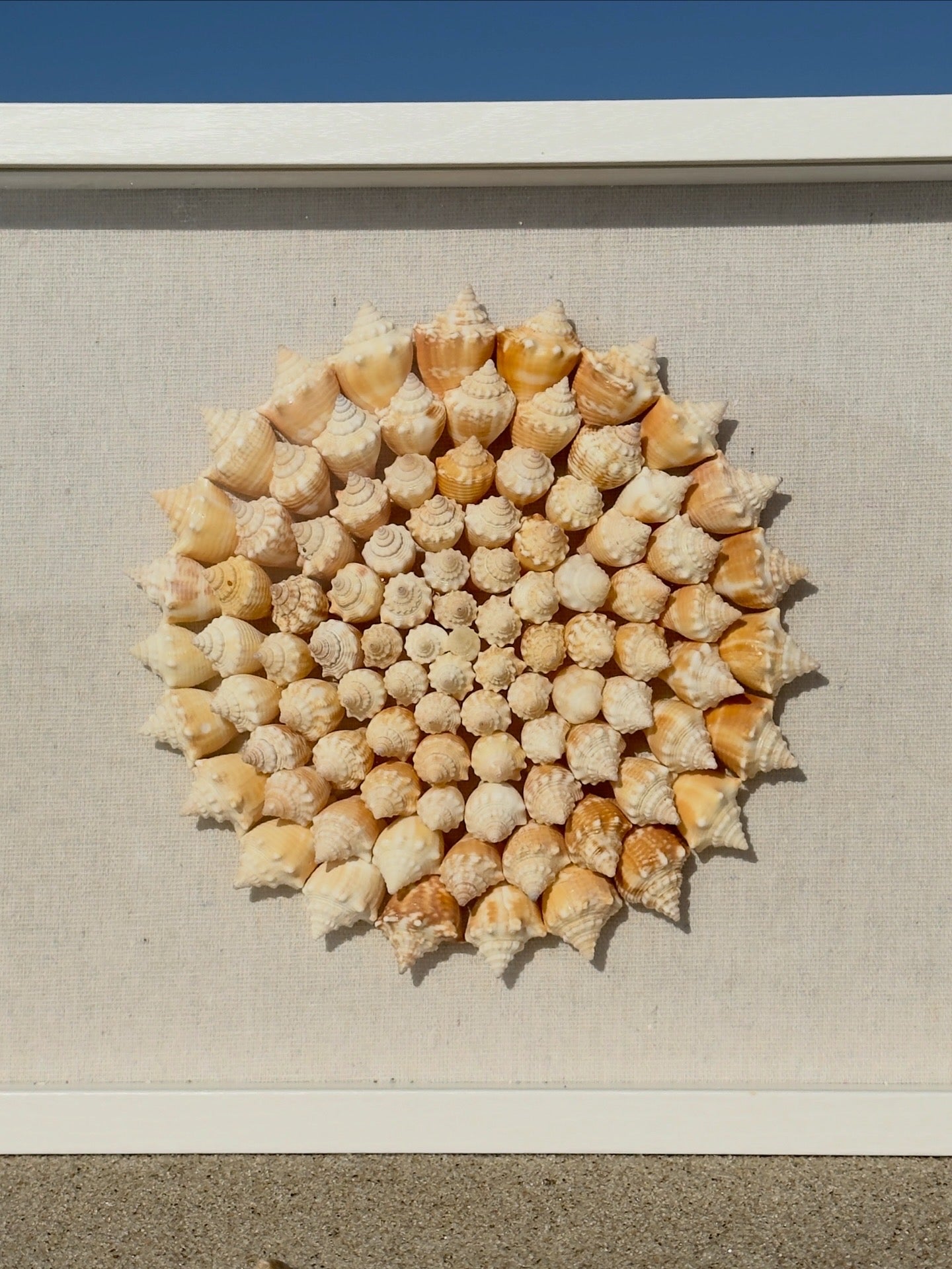 Seashell Shadowbox - 100+ Sanibel Island Conch Shell Pinwheel