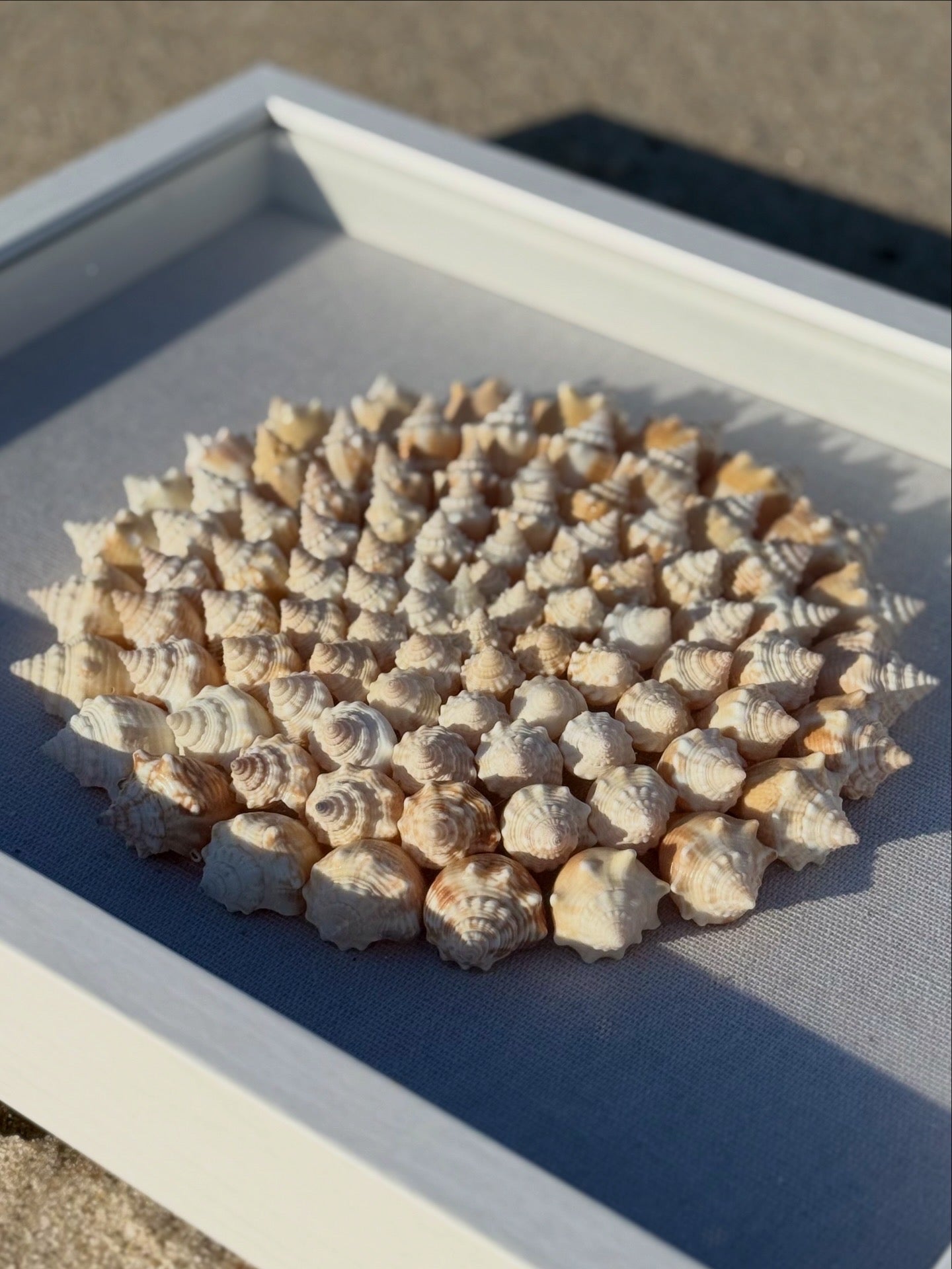 Seashell Shadowbox - 100+ Sanibel Island Conch Shell Pinwheel