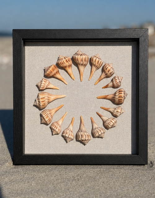9x9 Sanibel Shell Lightening Whelk Shadow Box. seashells / wall decor / bathroom decor