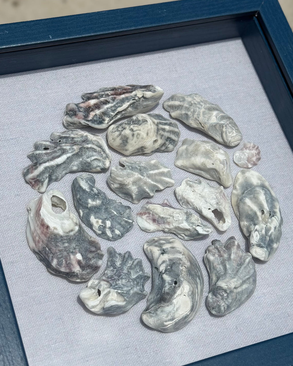 Blue Oyster Seashell Shadowbox - Authentic Sanibel Island seashells