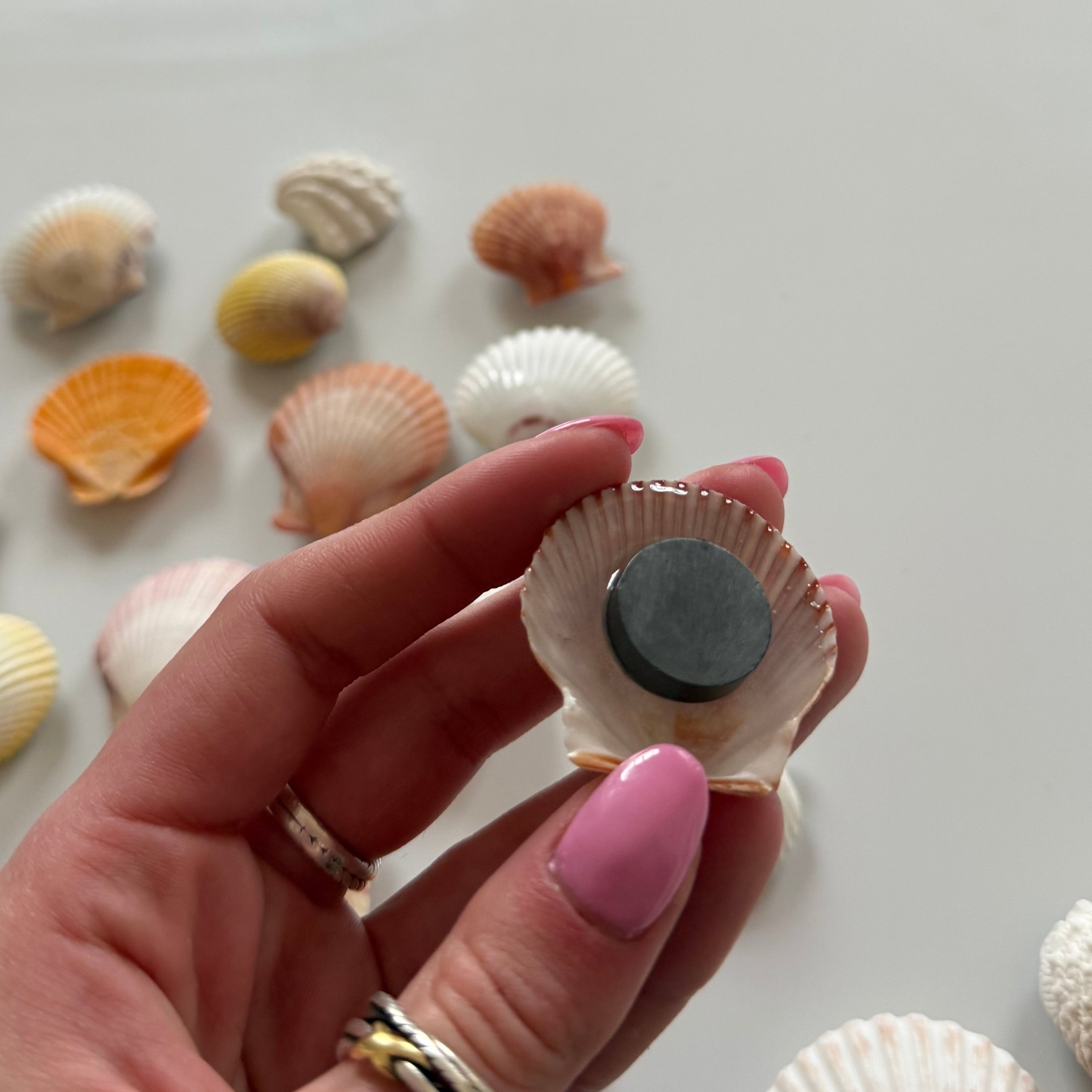 Shell Magnets! Bags of 5