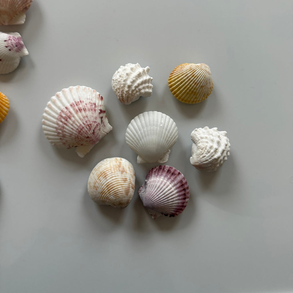 Shell Magnets! Bags of 5