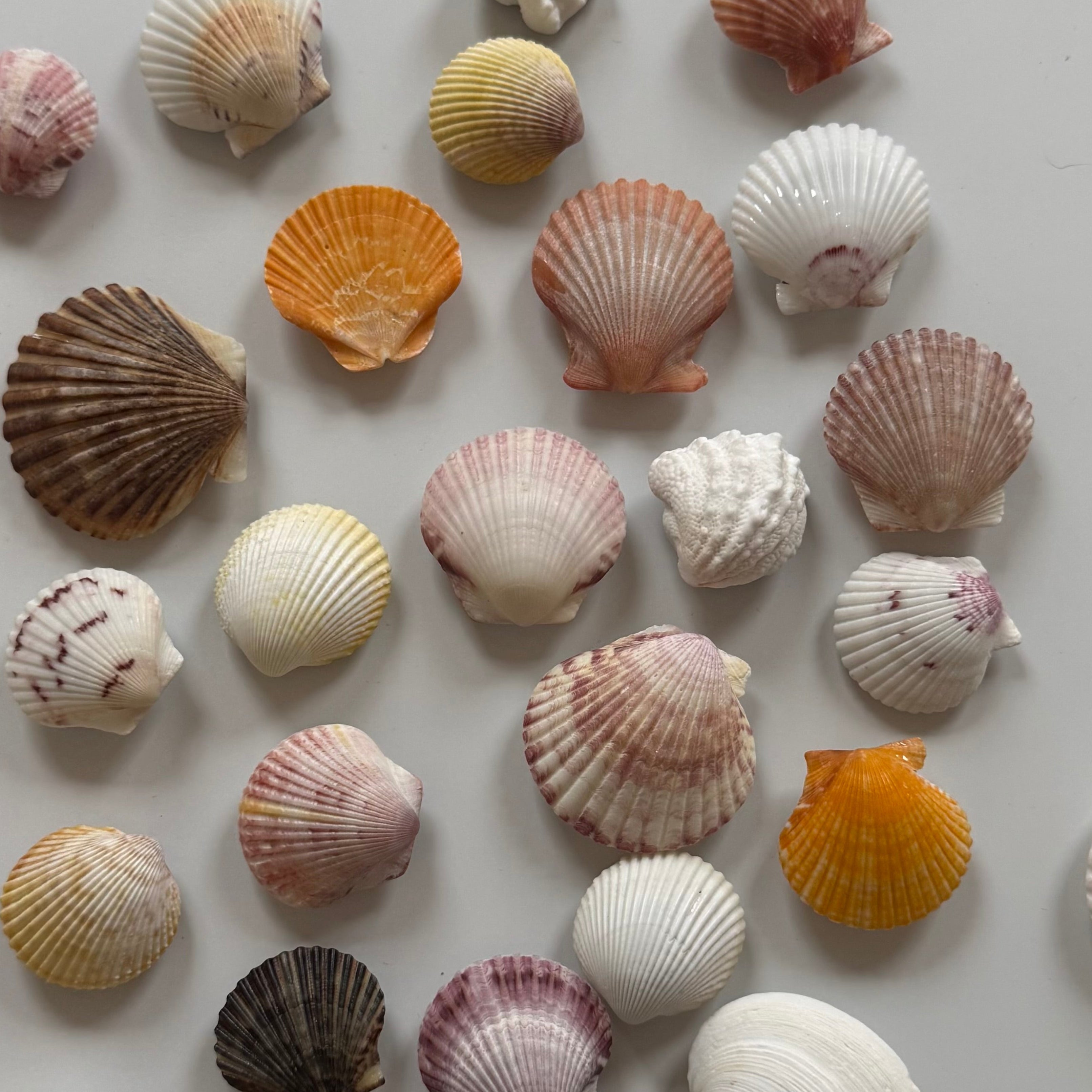 Shell Magnets! Bags of 5