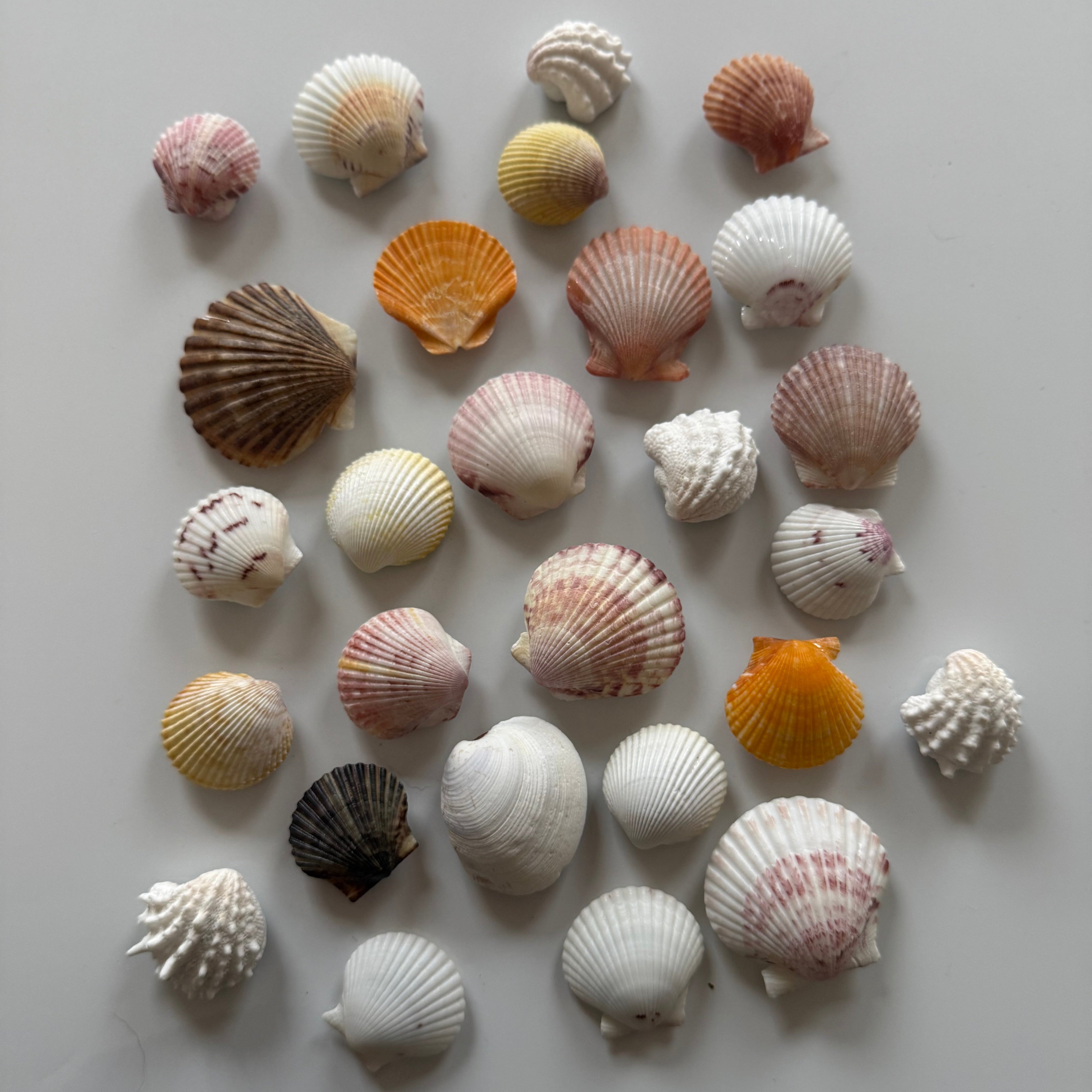 Shell Magnets! Bags of 5