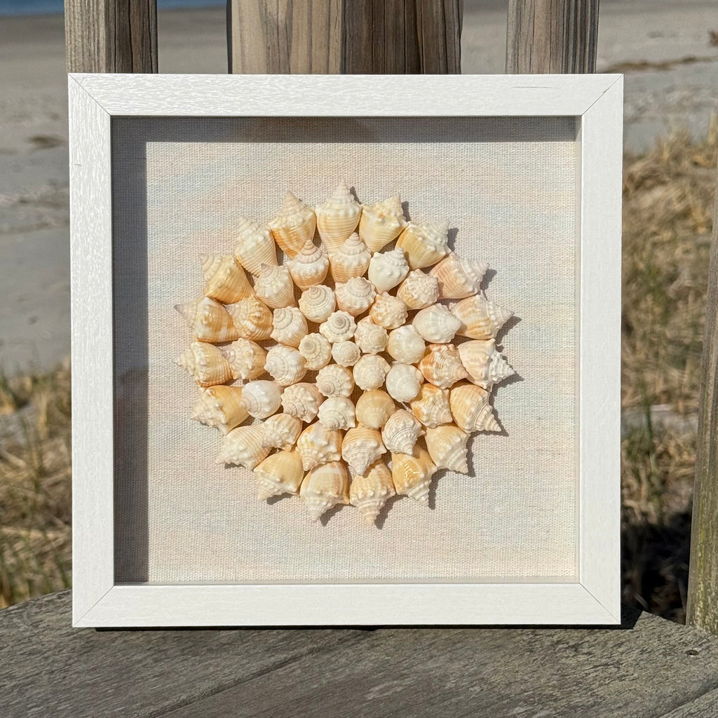Seashell Mandala - 50+ juvenile fighting conch shells