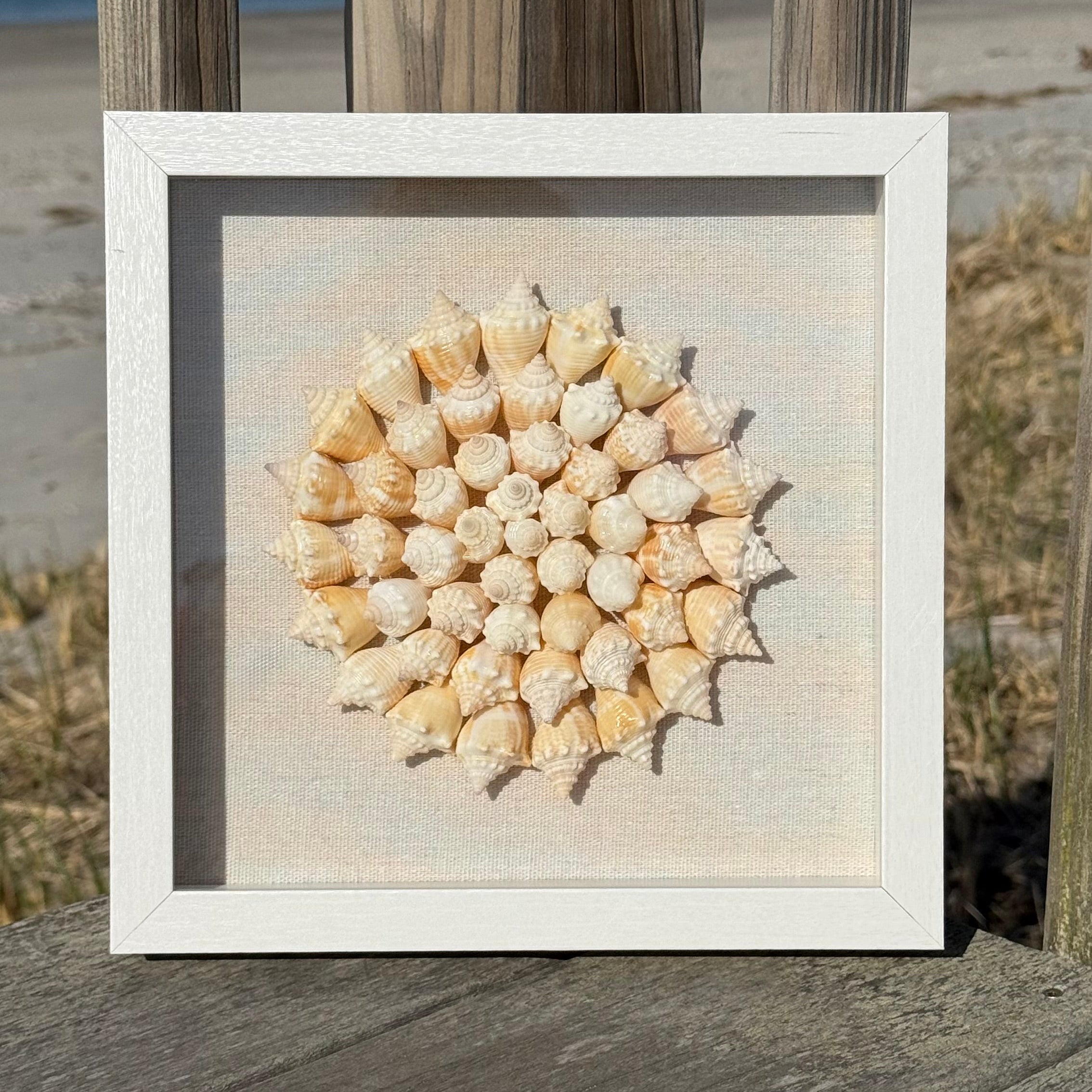 Seashell Mandala - 50+ juvenile fighting conch shells