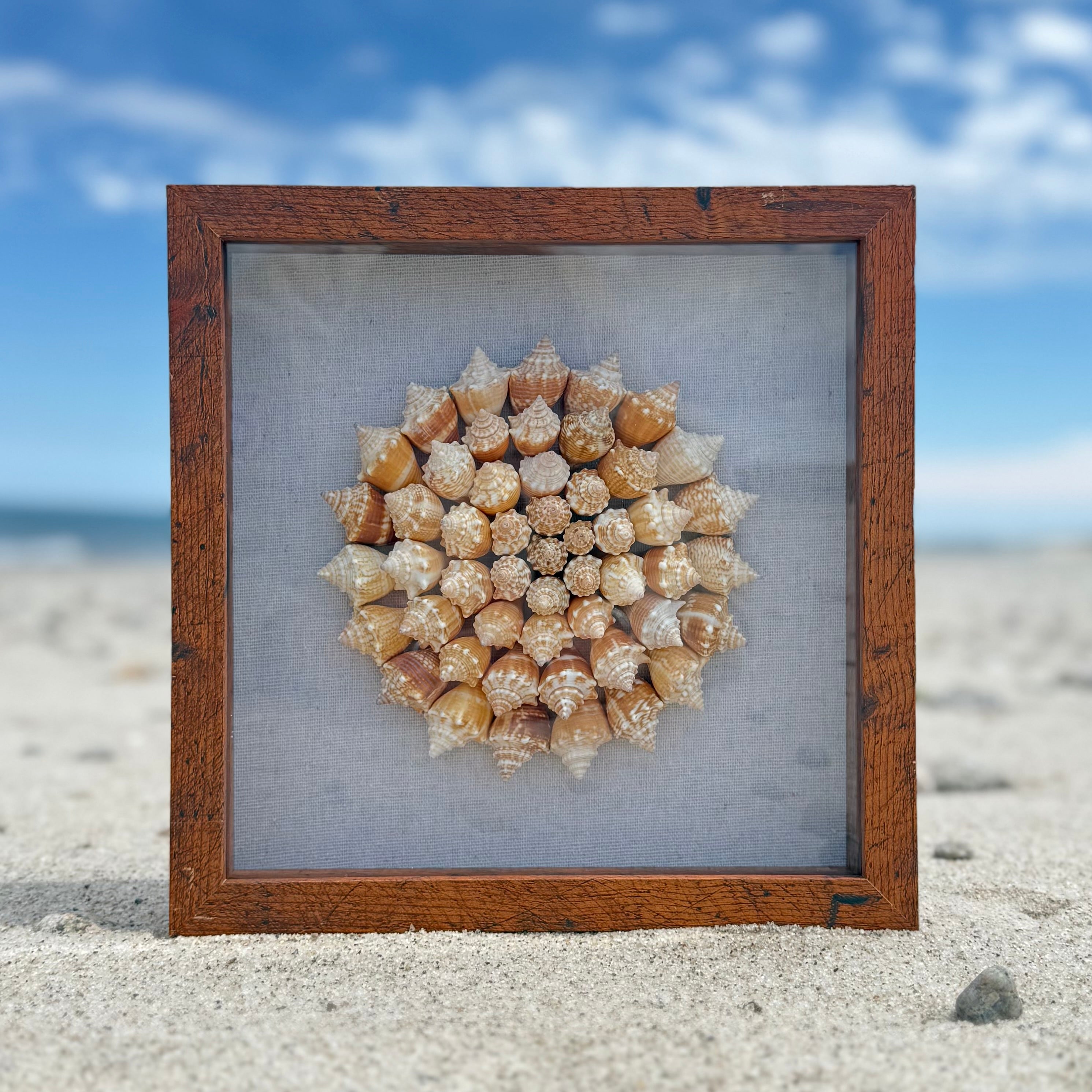 Seashell Shadowbox- 75+ Authentic Sanibel Island Conch shells