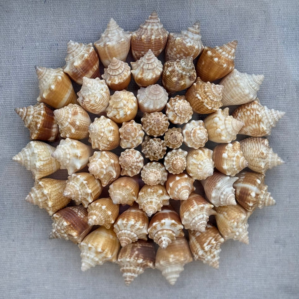 75+ Sanibel Island Fighting Conch Shell Spiral | Seashell Shadowbox