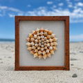 75+ Sanibel Island Fighting Conch Shell Spiral | Seashell Shadowbox
