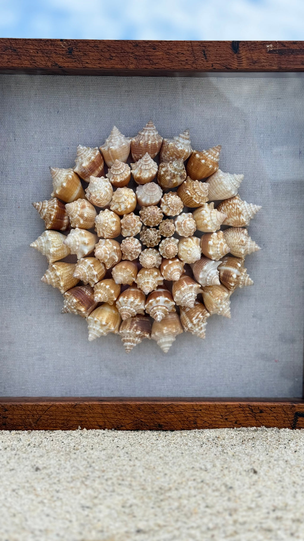 75+ Sanibel Island Fighting Conch Shell Spiral | Seashell Shadowbox