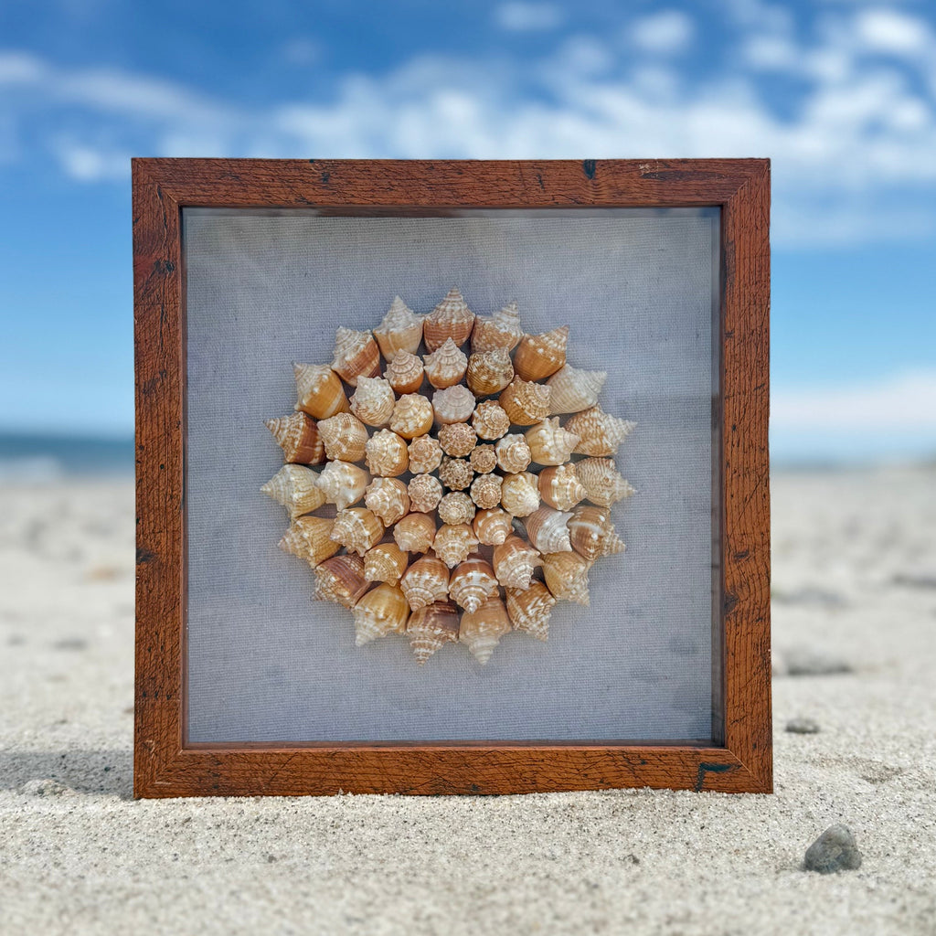Framed arrangement of seashells on a sandy beach with a blue sky.