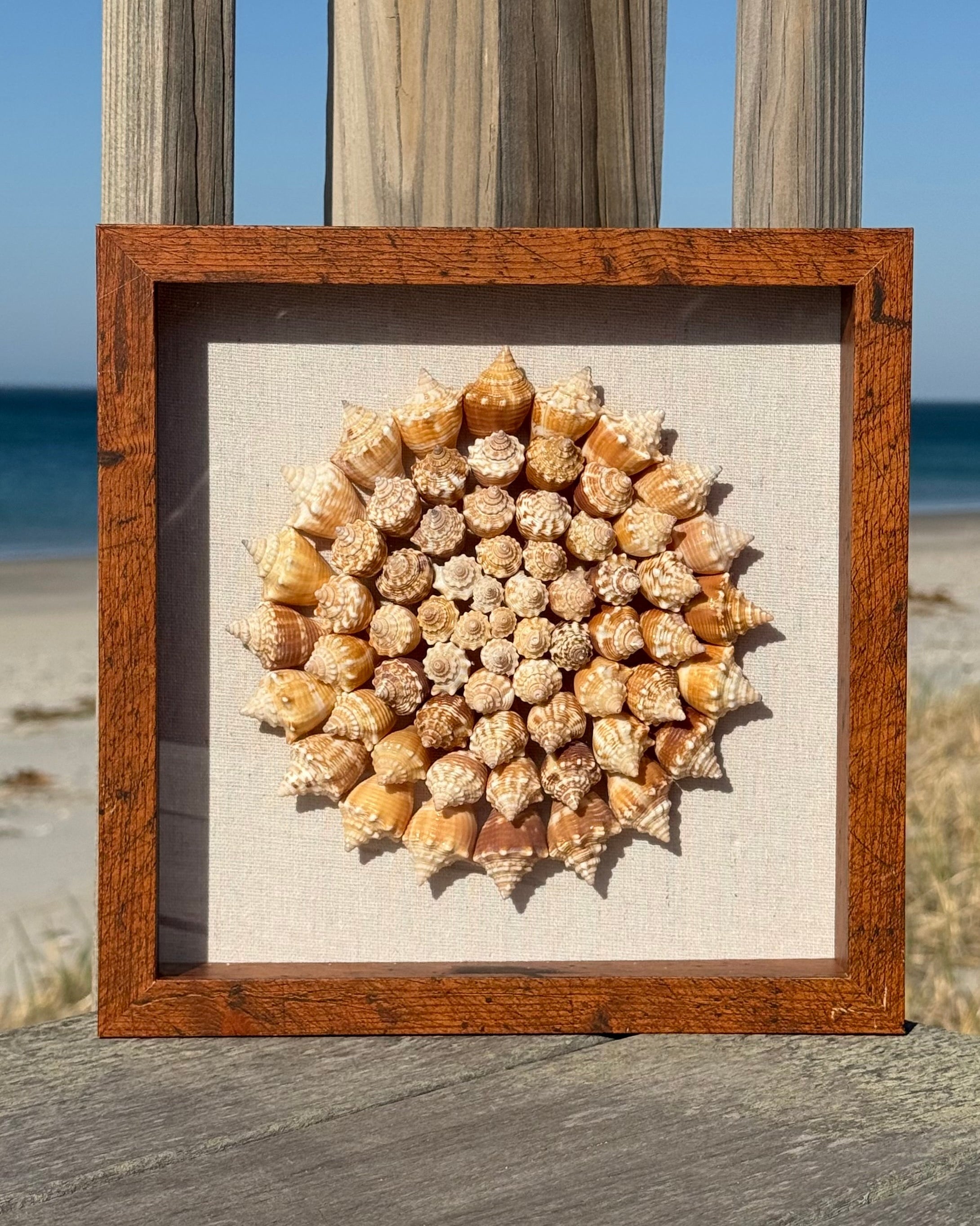 75+ Sanibel Island Fighting Conch Spiral | Seashell Shadowbox