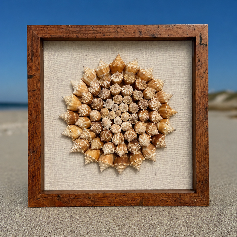 75+ Sanibel Island Fighting Conch Spiral | Seashell Shadowbox