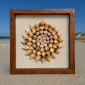 75+ Sanibel Island Fighting Conch Spiral | Seashell Shadowbox