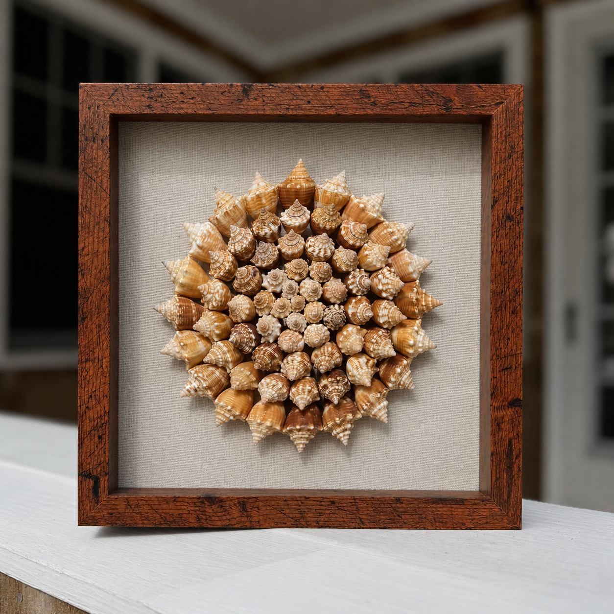 75+ Sanibel Island Fighting Conch Spiral | Seashell Shadowbox
