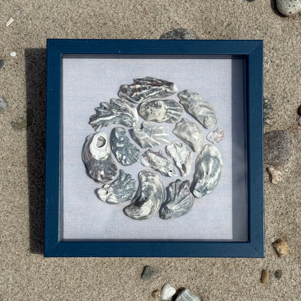 Blue Oyster Seashell Shadowbox - Authentic Sanibel Island seashells
