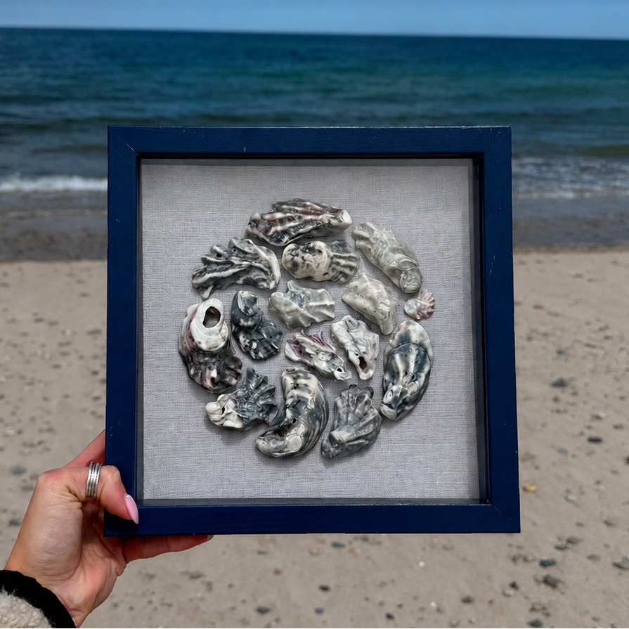 Blue Oyster Seashell Shadowbox - Authentic Sanibel Island seashells