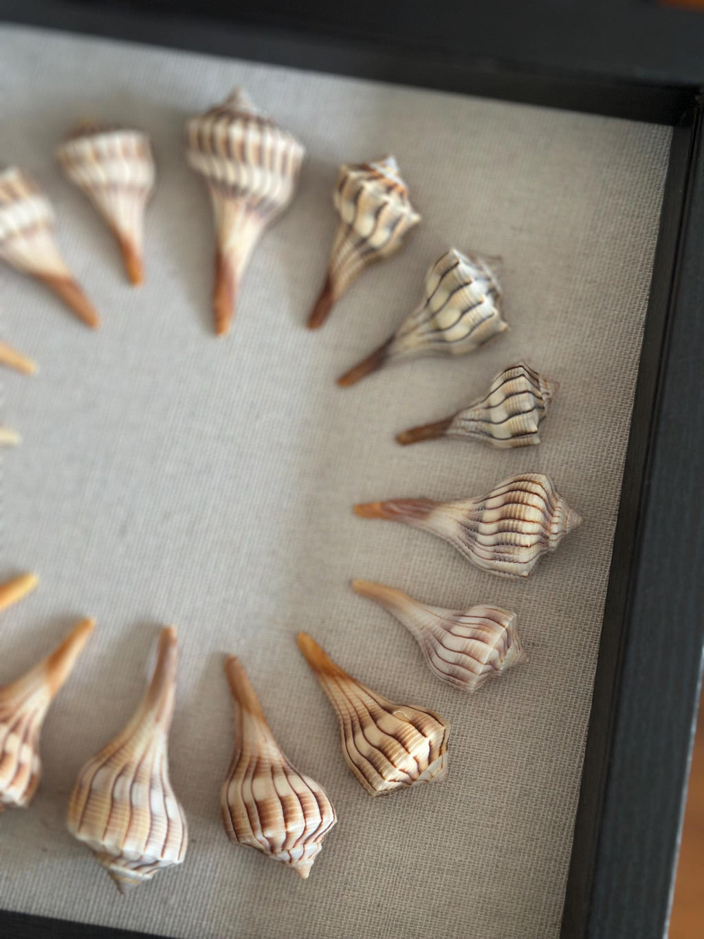 9x9 Sanibel Shell Lightening Whelk Shadow Box. seashells / wall decor / bathroom decor