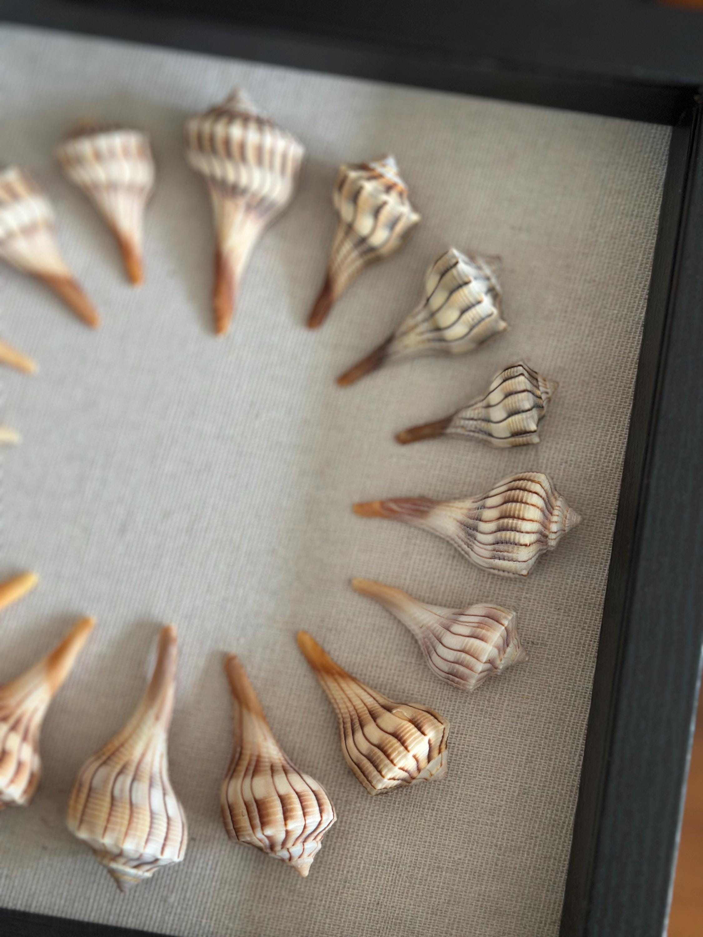 9x9 Sanibel Shell Lightening Whelk Shadow Box. seashells / wall decor / bathroom decor
