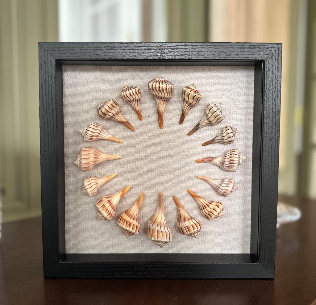 9x9 Sanibel Shell Lightening Whelk Shadow Box. seashells / wall decor / bathroom decor