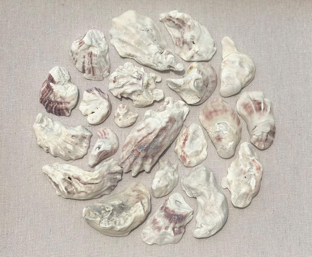 Oyster shell art shadowbox - Authentic Sanibel Island seashells. Beach house decor