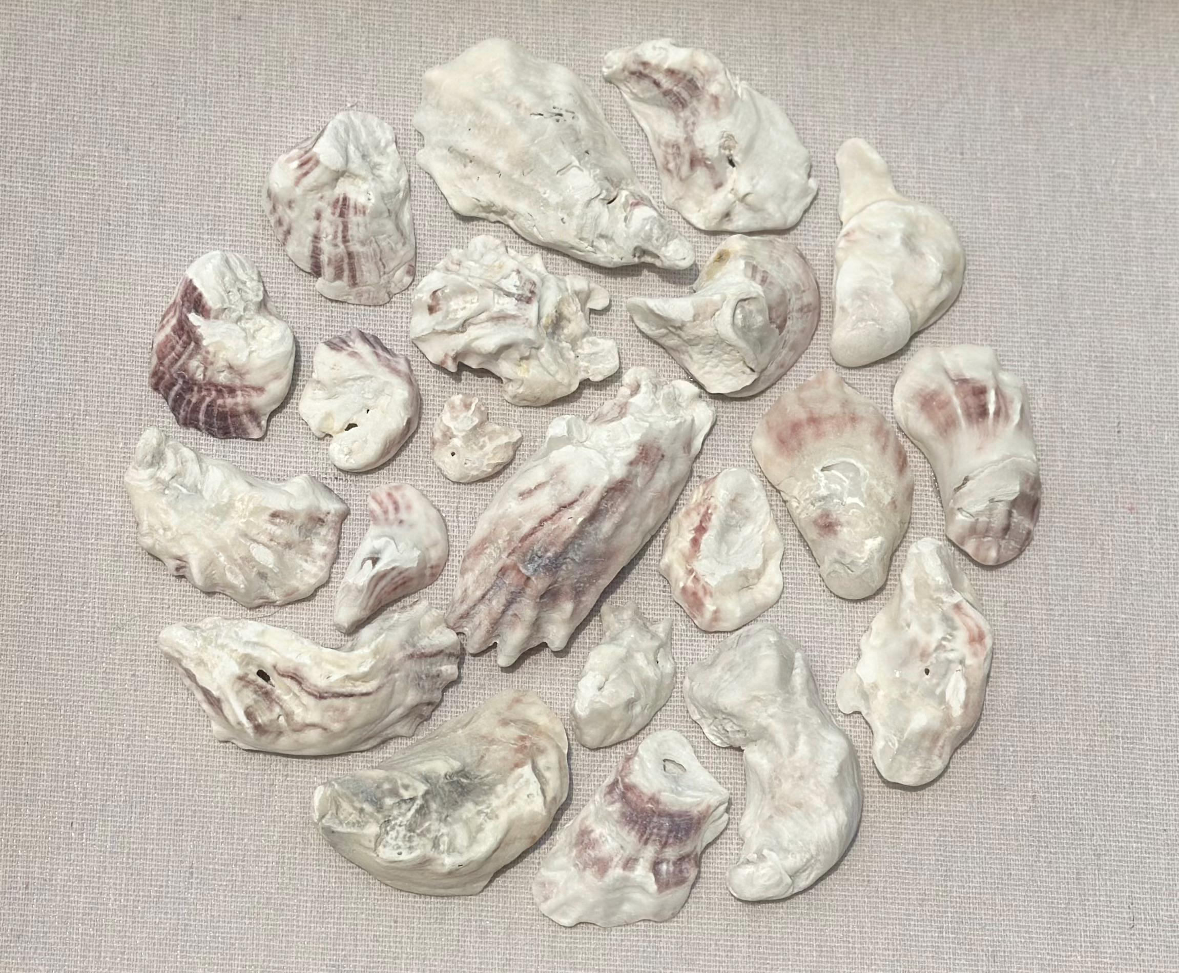 Oyster shell art shadowbox - Authentic Sanibel Island seashells. Beach house decor