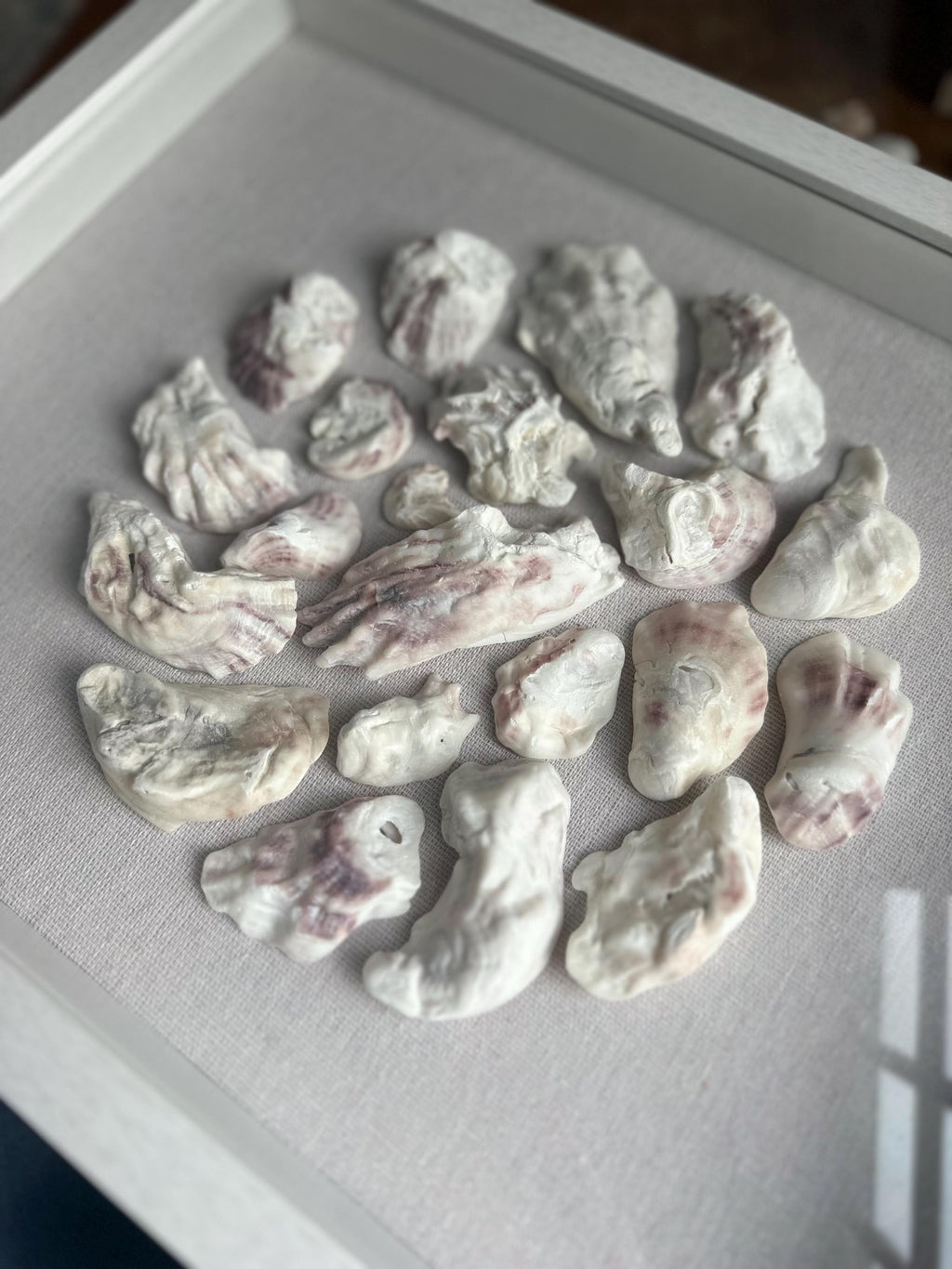 Oyster shell art shadowbox - Authentic Sanibel Island seashells. Beach house decor