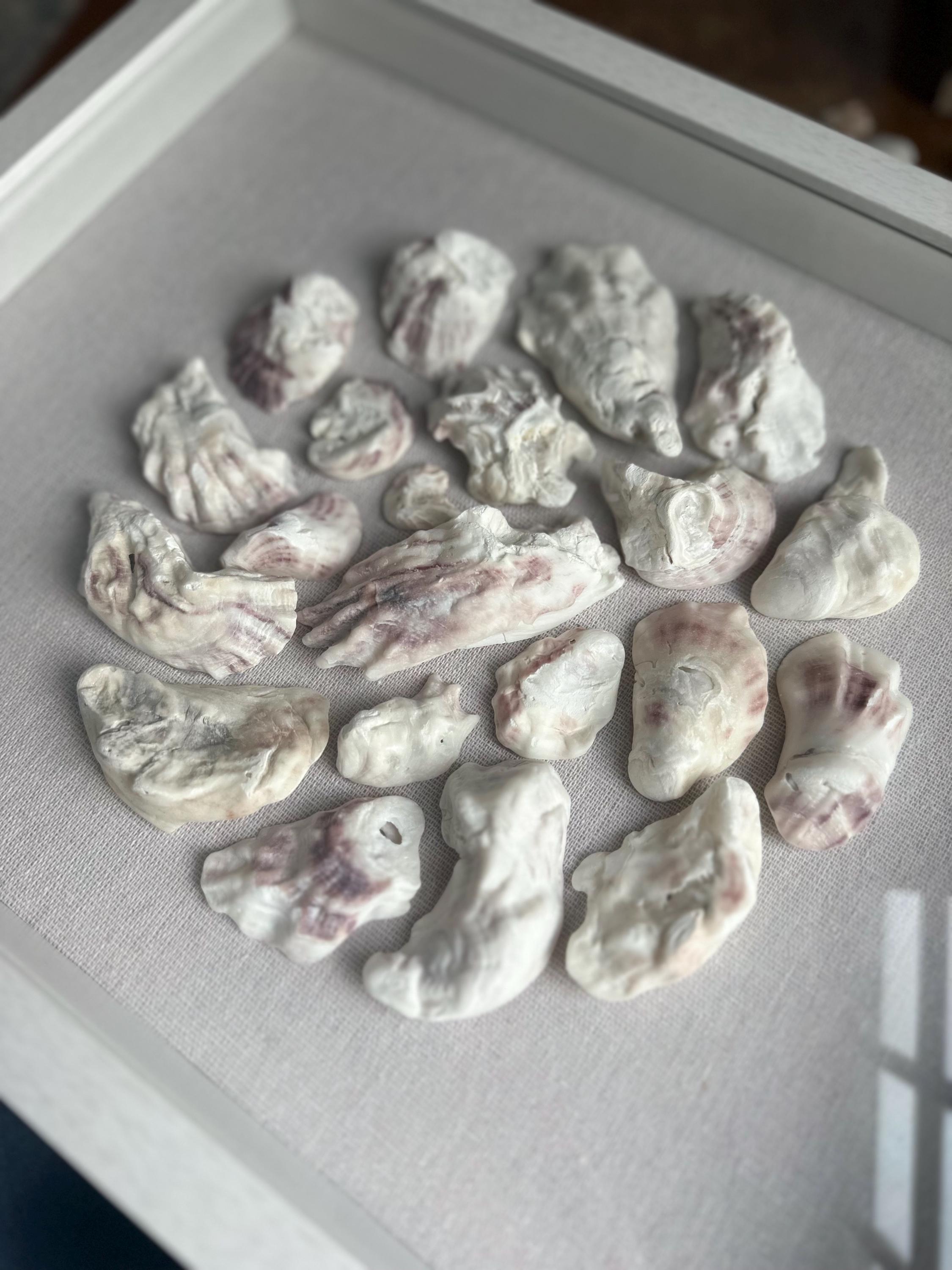 Oyster shell art shadowbox - Authentic Sanibel Island seashells. Beach house decor