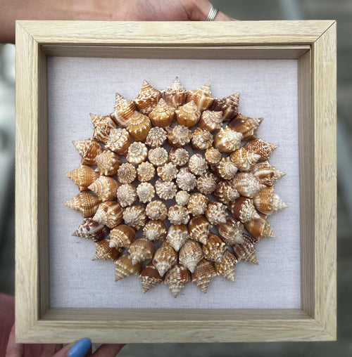 75+ Sanibel Island Fighting Conch Shell Spiral | Seashell Shadowbox