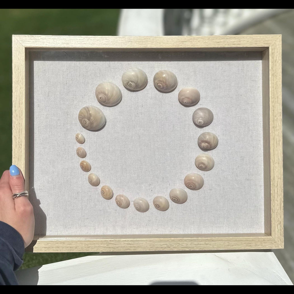 Shark Eye Shell Art