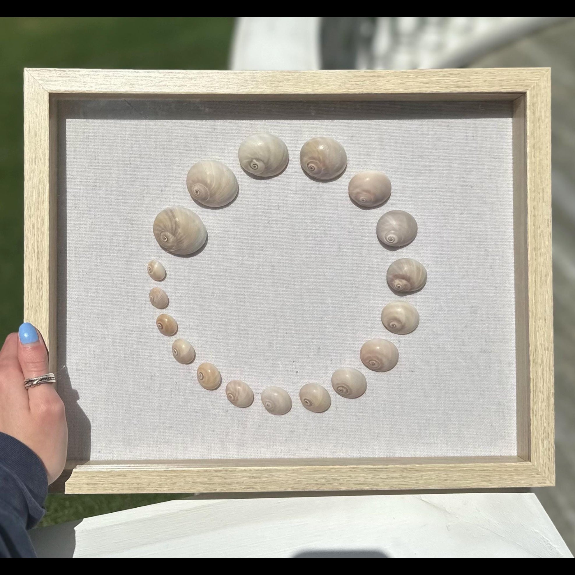 Shark Eye Shell Art