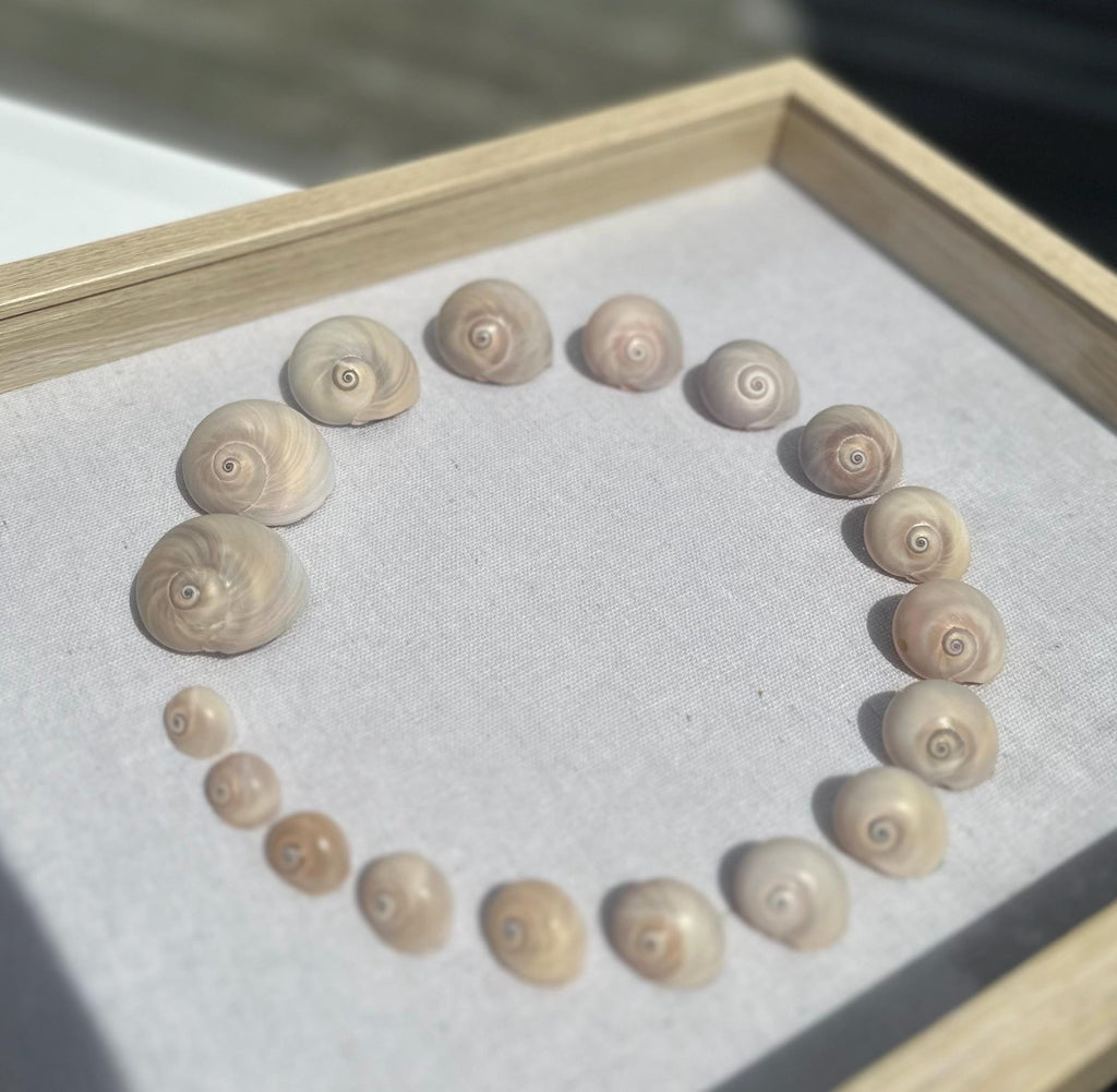 Shark Eye Shell Art
